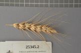 Click for 1 image(s) for this accession. Spike